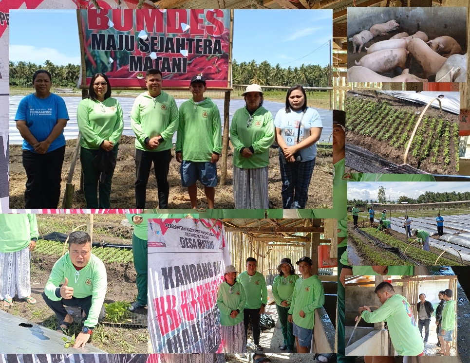 Launching Ketahanan Pangan BUMDes “Maju Sejahtera” Desa Matani : Gerakan Menanam Cabai dan Peternakan Babi.